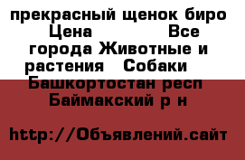 прекрасный щенок биро › Цена ­ 20 000 - Все города Животные и растения » Собаки   . Башкортостан респ.,Баймакский р-н